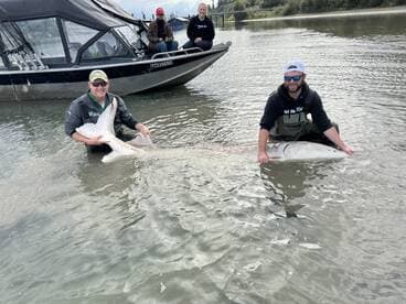 Two anglers proudly displaying a large Sturgeon while wading in shallow water, with a boat in the background, showcasing a successful fishing trip.