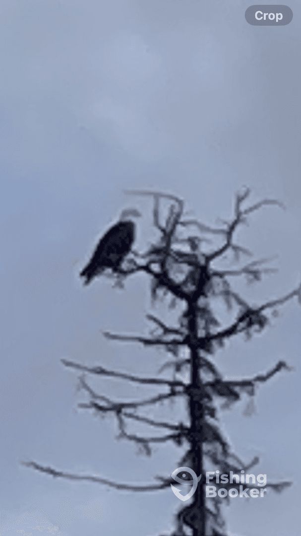 A blurry image of a bird perched on a tree branch, with no clear fishing context.
