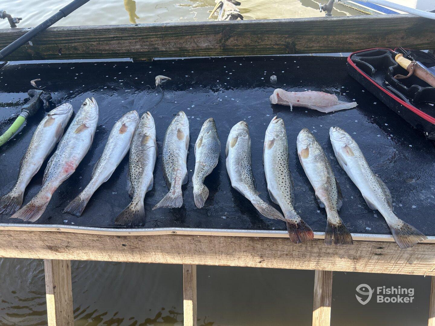 Half day with Captain Jerry 