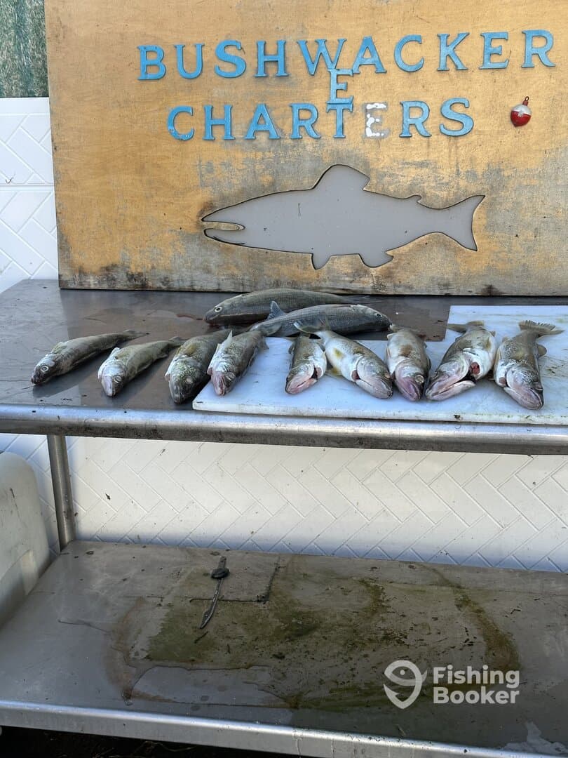 A display of freshly caught Walleye arranged on a cleaning table at Bushwacker Charters, showcasing a successful fishing trip.