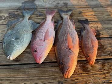 A variety of fish including Snapper and Grouper displayed on a wooden dock, showcasing a successful fishing trip.