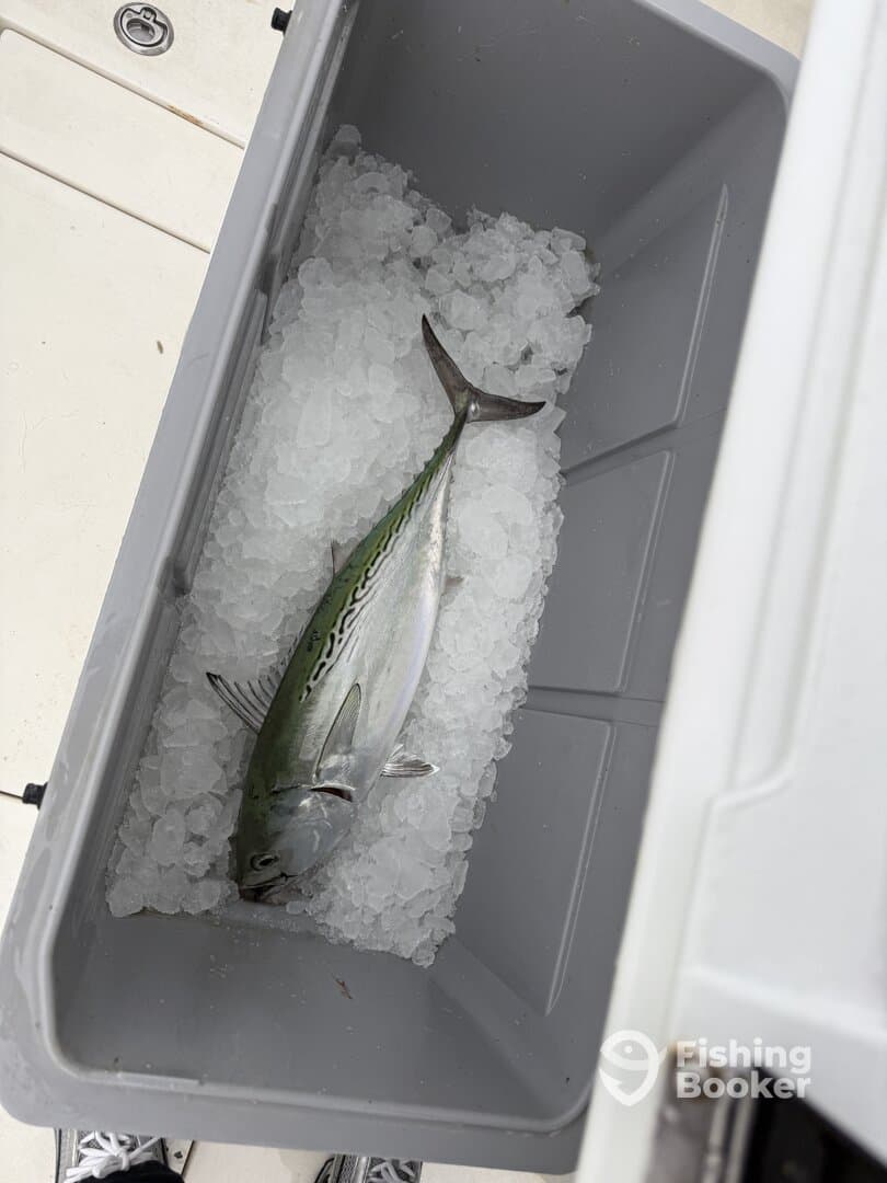 A freshly caught fish, likely a Spanish Mackerel, resting on ice in a cooler aboard a fishing boat.