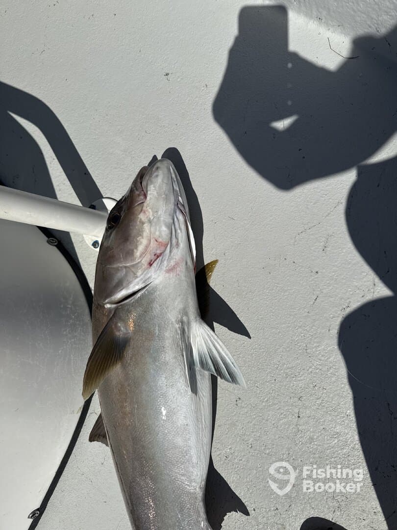 A large fish, possibly a King Mackerel, displayed on the deck of a boat, showcasing the catch from a recent fishing trip.