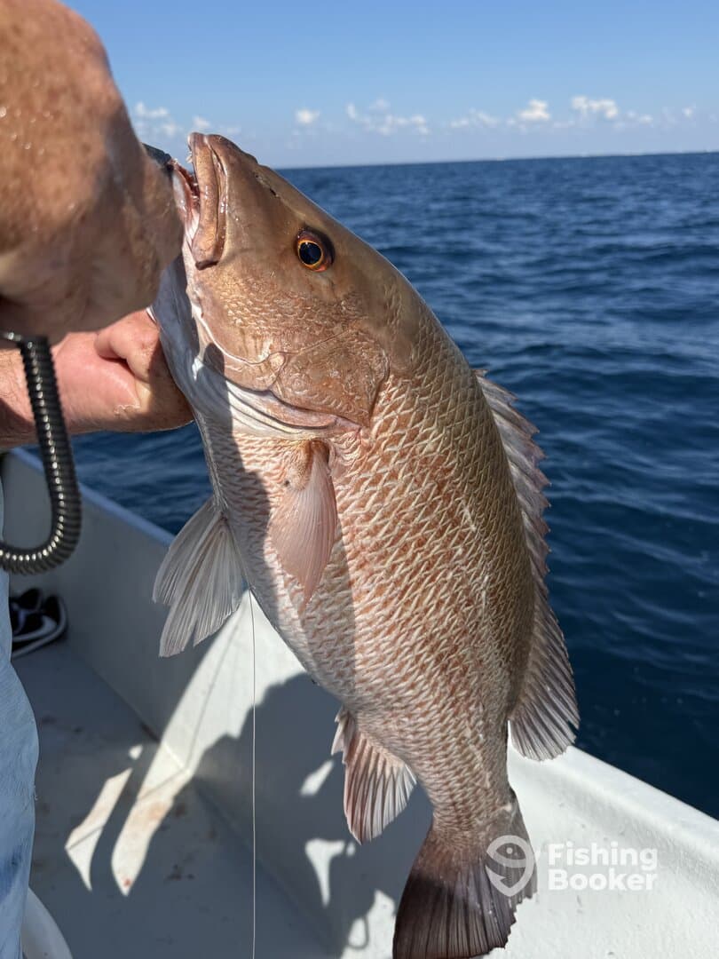 Angler holding a large Snapper while fishing in open waters, showcasing a successful catch during a day on the boat.