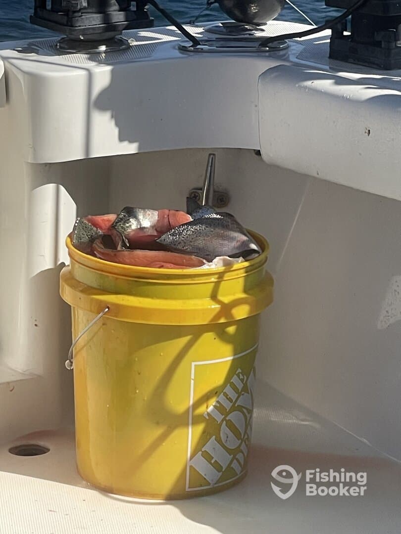 A bucket filled with freshly caught fish, including salmon, resting on the deck of a fishing boat.