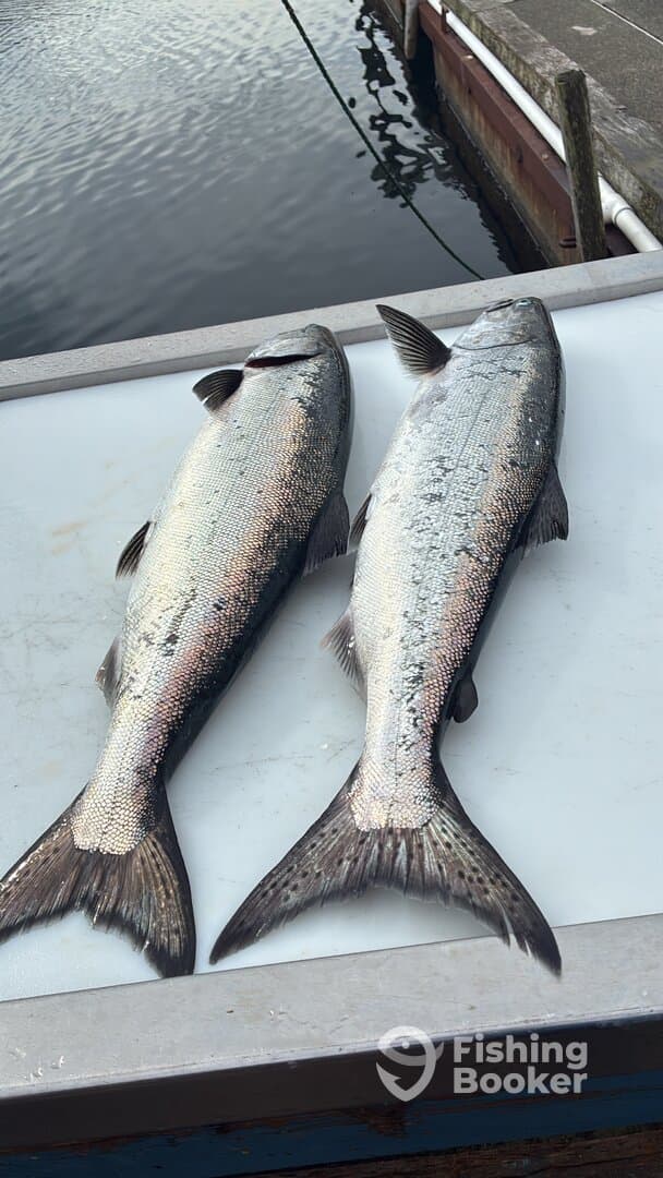 Two large Silver Salmon displayed on a cleaning table at the dock, showcasing a successful fishing trip.