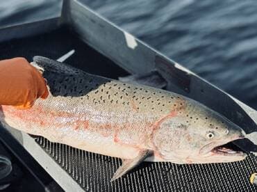 A large Rainbow Trout being held on a fishing boat, showcasing the vibrant colors and details of the catch.
