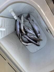 A cooler filled with freshly caught fish, likely trout, with water flowing in to keep them fresh, showcasing a successful fishing trip.