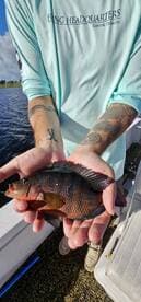 An angler proudly displaying a colorful Tilapia caught during a fishing trip in Jupiter, Florida.