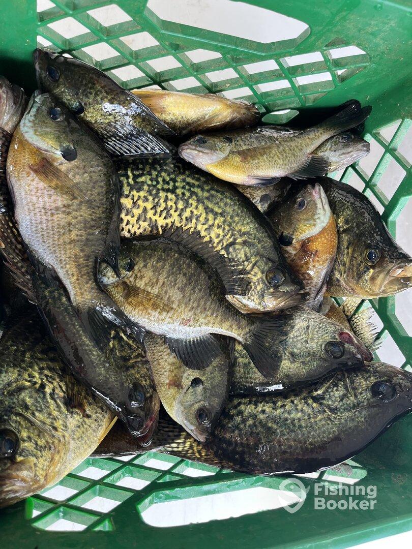 A variety of freshwater fish, including Crappie and Bluegill, stored in a green basket after a successful fishing trip.