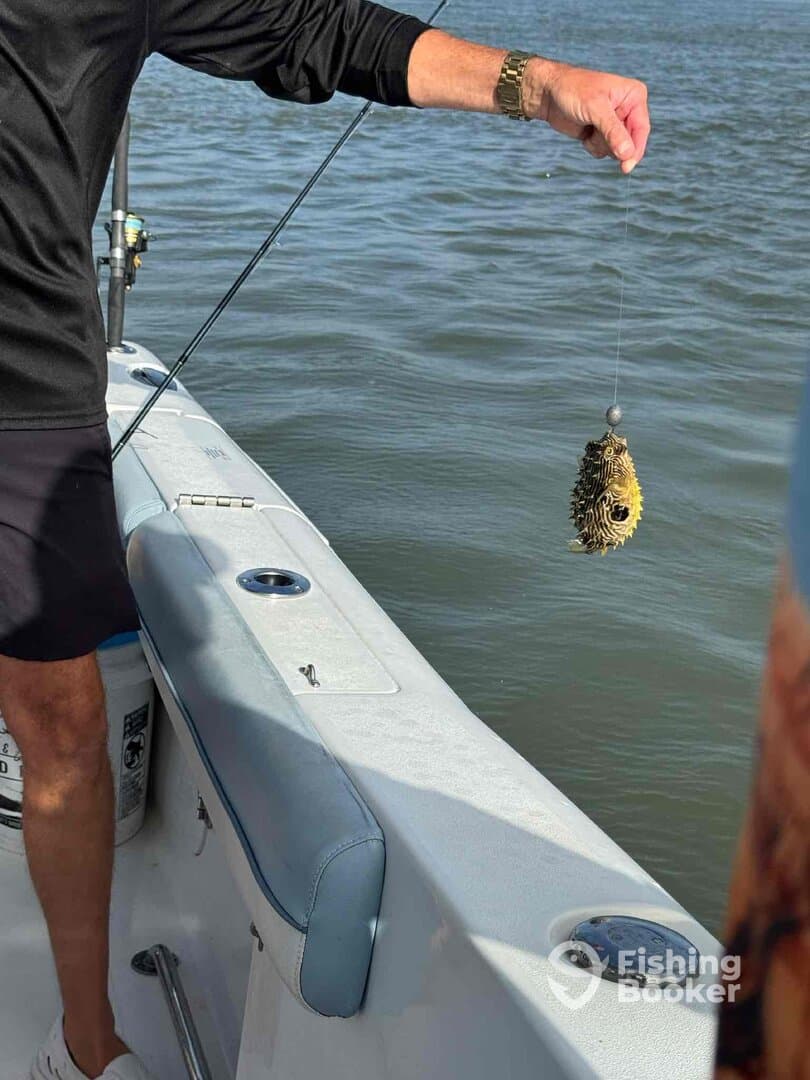 An angler is reeling in a pufferfish while fishing from a boat, showcasing a unique catch in a coastal water environment.