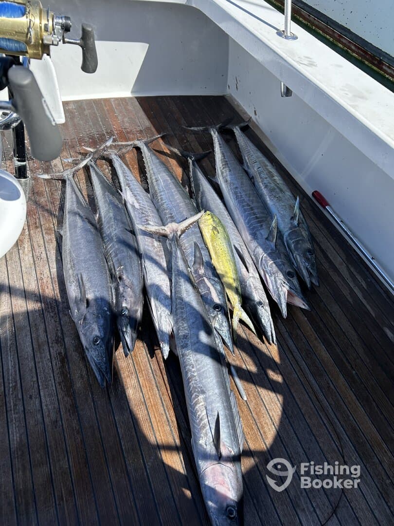 A variety of fish including several Wahoo and a Mahi Mahi laid out on the deck of a fishing boat, showcasing a successful offshore fishing trip.