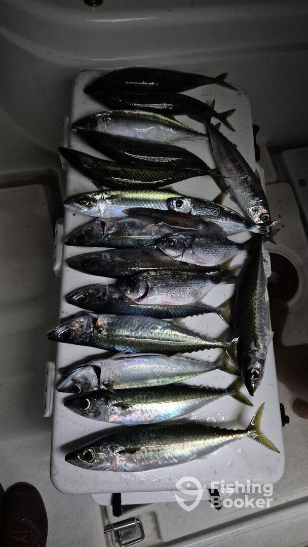 Allround angeln + Fisch 🐟 🤟