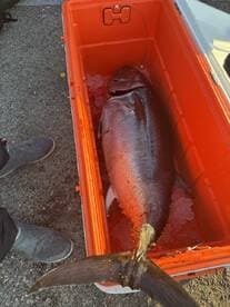 A large fish, likely a tuna, stored in an orange cooler filled with ice, showcasing the catch from a recent fishing trip.