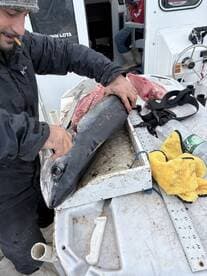 A fisherman skillfully filleting a large fish on a boat, showcasing the catch preparation process.