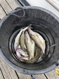 A bucket filled with freshly caught Walleye, showcasing a successful fishing trip on a dock.