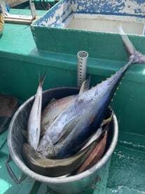 A bucket filled with various fish species, including a large tuna, stored on a fishing boat, showcasing a successful day of deep-sea fishing.