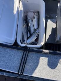 A cooler filled with freshly caught salmon, showcasing a successful fishing trip on a boat.