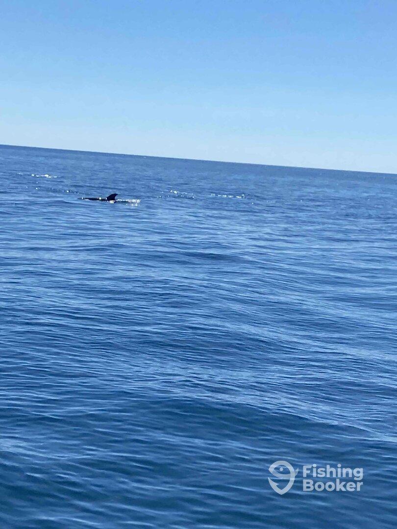 catching fish an watching dolphins