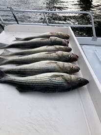 A neat display of striped bass laid out on a boat's deck, showcasing a successful fishing trip.
