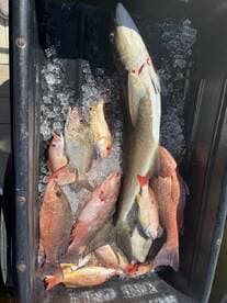 A variety of fish including Snapper and a large Grouper stored on ice in a cooler, showcasing a successful fishing trip.