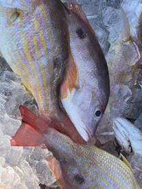 A close-up view of several freshly caught Lane Snapper resting on ice, showcasing their vibrant colors and patterns.