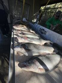 A selection of freshly caught fish displayed on a cleaning table, showcasing a successful fishing trip.