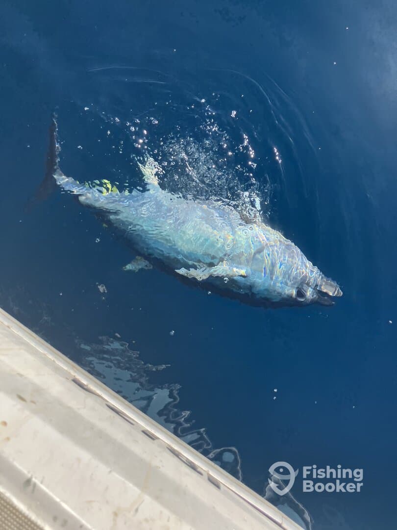 A large fish, possibly a tuna, is seen splashing in the water while being reeled in during a deep-sea fishing trip.