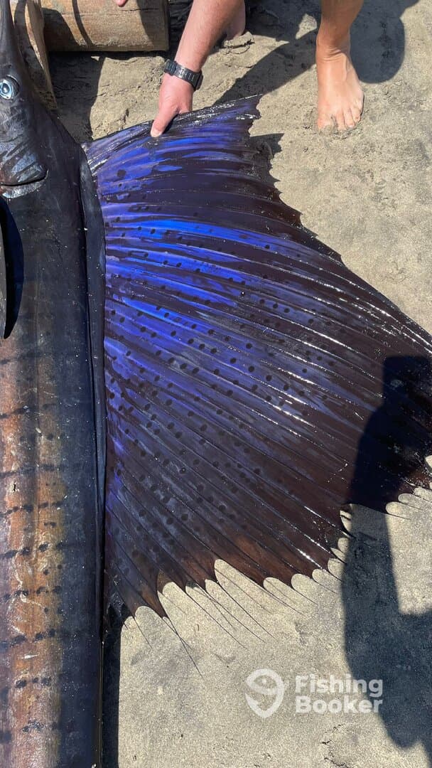 Amazing day - caught 2 huge sailfish