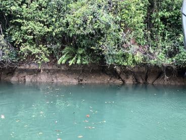 A serene view of a lush, green riverbank with clear water, likely in a tropical fishing environment.