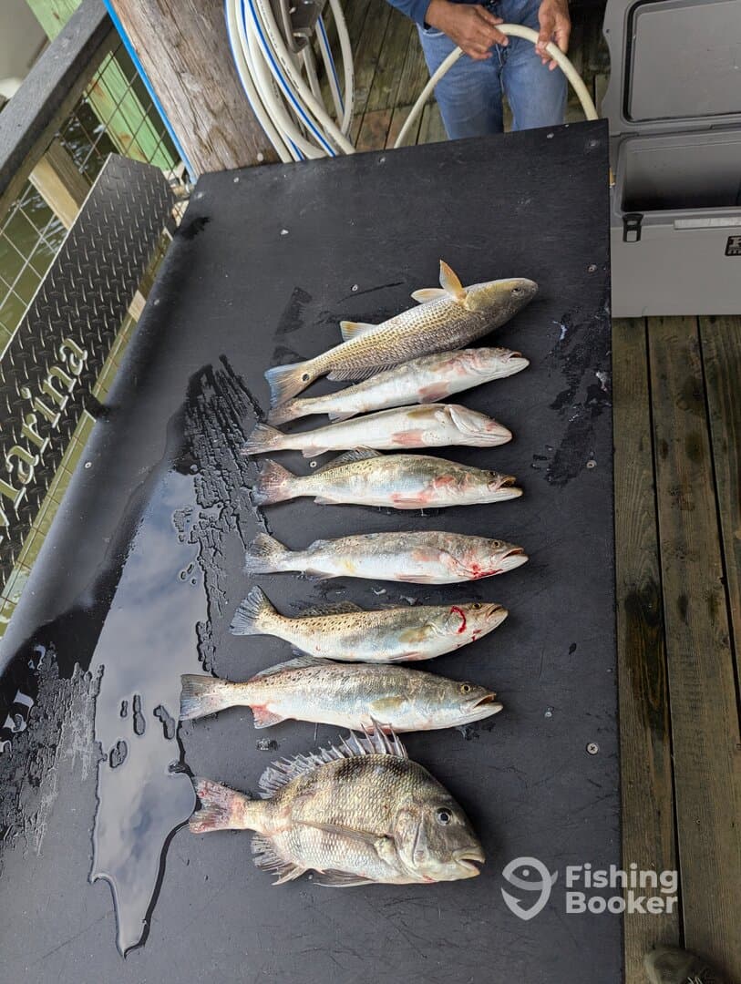A variety of fish including Speckled Trout and Black Drum laid out on a cleaning table at a dock, showcasing a successful fishing trip.