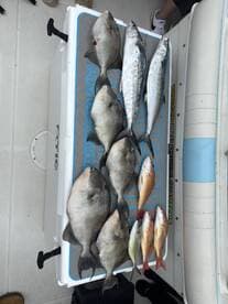 A variety of fish including Snapper and Mackerel displayed on a cleaning table aboard a fishing boat.