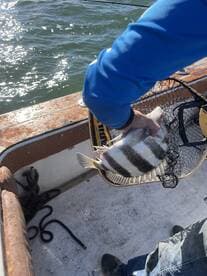 Angler holding a striped fish, likely a Sheepshead, while fishing from a boat on a sunny day.