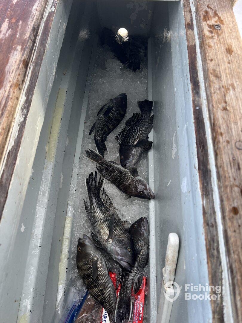 Caught a mess load of sea bass