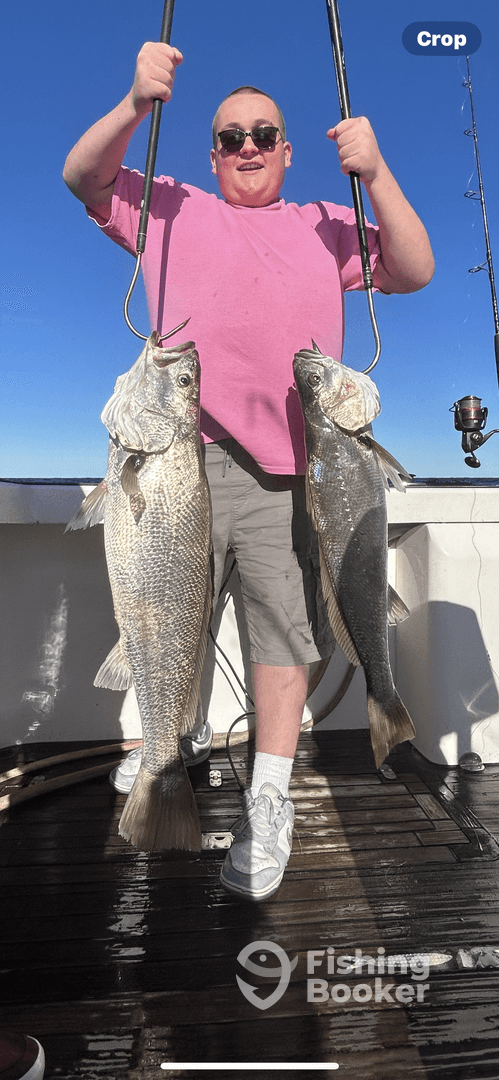 Angler proudly displaying two large striped bass on a fishing boat, showcasing a successful day on the water.