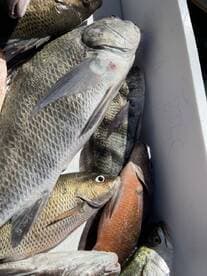 A variety of fish, including Snapper and Grouper, stored in a cooler after a successful fishing trip.