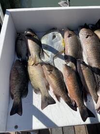 A variety of fish including Snapper and Porgy displayed on a cleaning table at a fishing dock, showcasing a successful day of fishing.