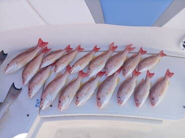 A variety of freshly caught Lane Snapper displayed on a boat's cleaning table, showcasing a successful fishing trip.