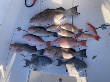 A variety of fish including Snapper and Grouper laid out on a cleaning station after a successful fishing trip.