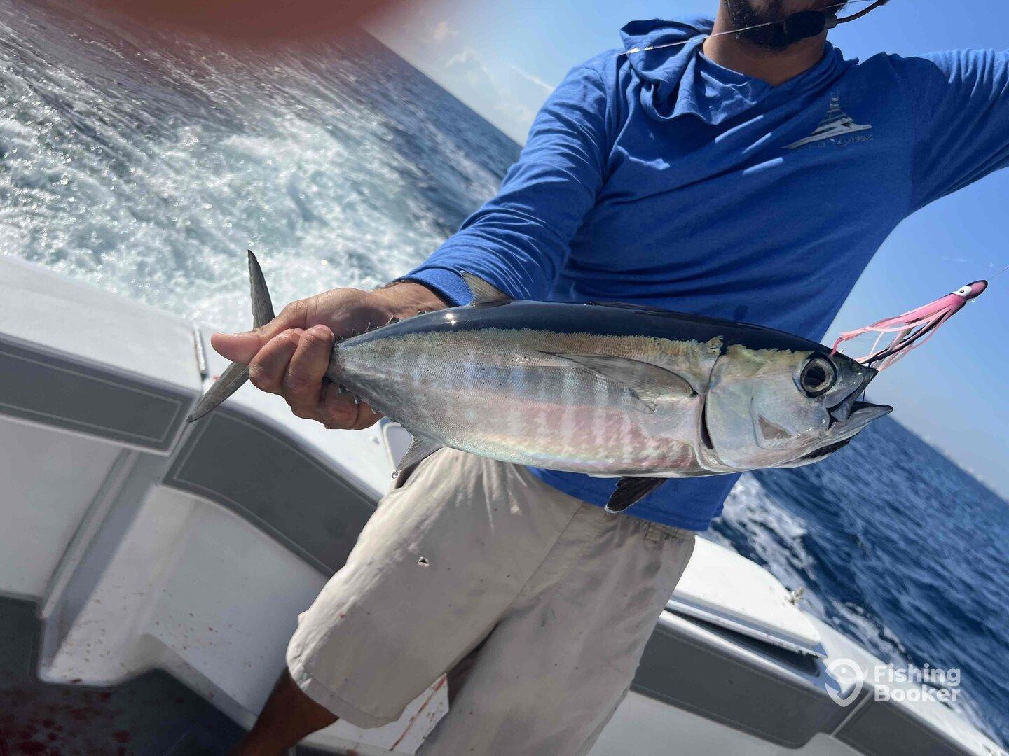 4 hour fight with tiger shark