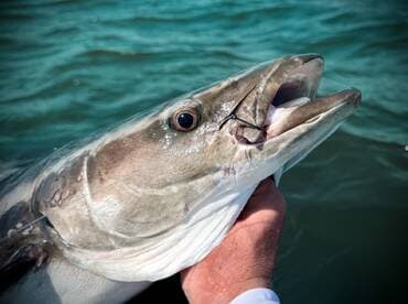 Close-up of a large fish, likely a shark, being held by an angler while fishing in open water.