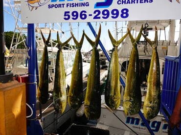 A display of several Mahi Mahi caught during a sport fishing trip, showcased on a catch board at the marina.