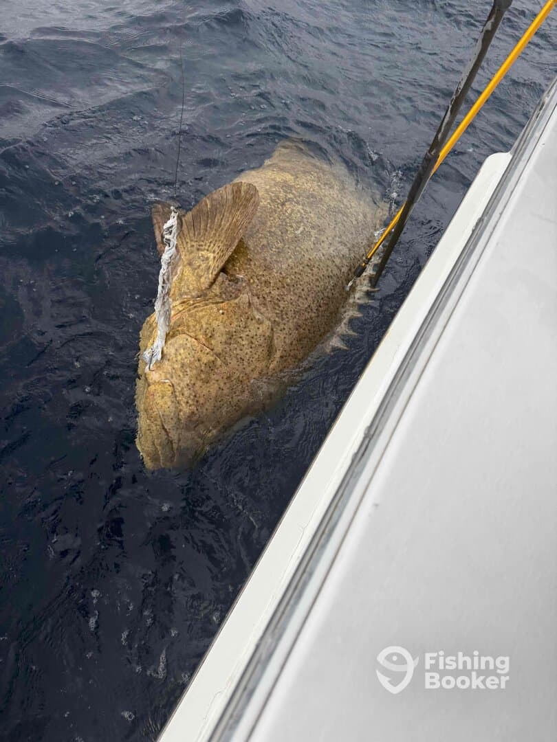 Goliath Grouper