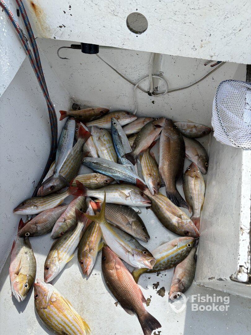 ⭐️⭐️⭐️⭐️⭐️ Island Reef Fishing with Freedom Tours – Incredible Experience