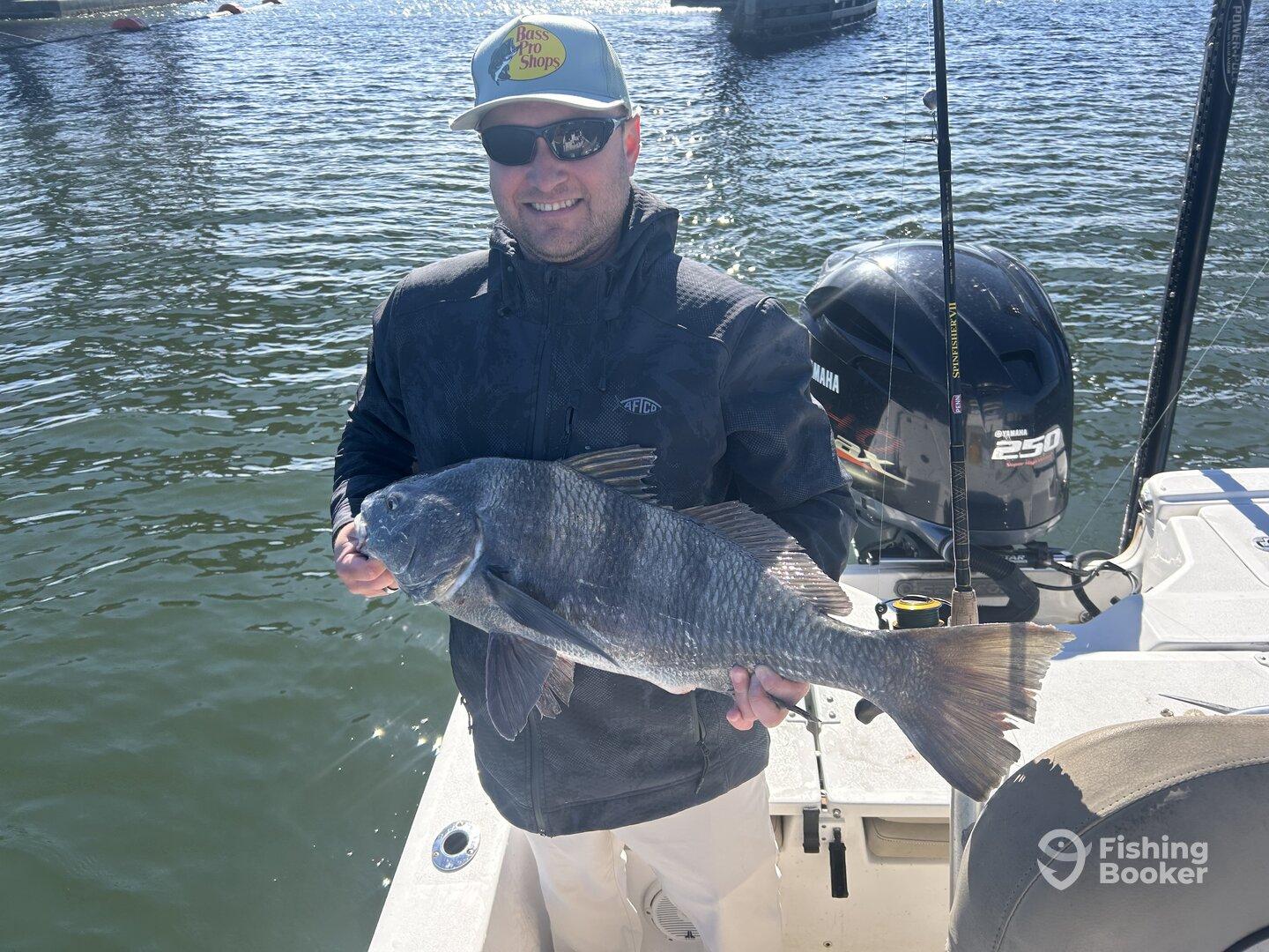 Sheepshead and Drums