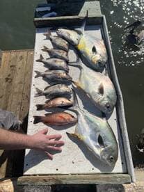 A variety of fish including Snapper and Amberjack displayed on a cleaning table at a dock, showcasing a successful fishing trip.