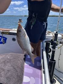 An angler reeling in a Snapper while fishing on a boat in a sunny coastal environment.