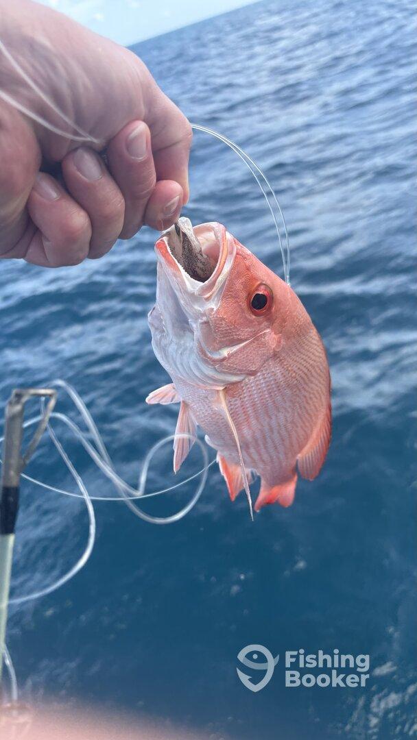 Skipper and boat good, fish off the bite