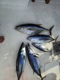A variety of tuna species laid out on the deck of a boat, showcasing a successful fishing trip.