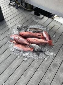 A collection of freshly caught Red Snapper laid out on ice at a dock, showcasing a successful fishing trip.